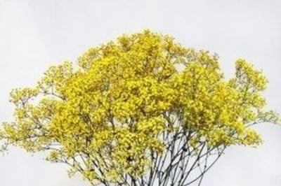 Baby breath yellow