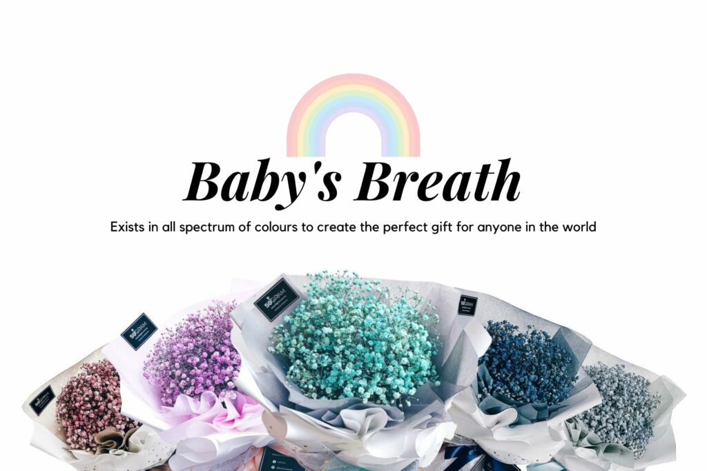Babys breath 1