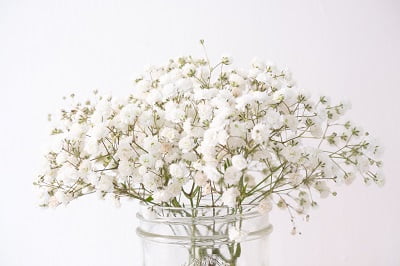 Fiona murray b7vsoojbtt0 unsplash