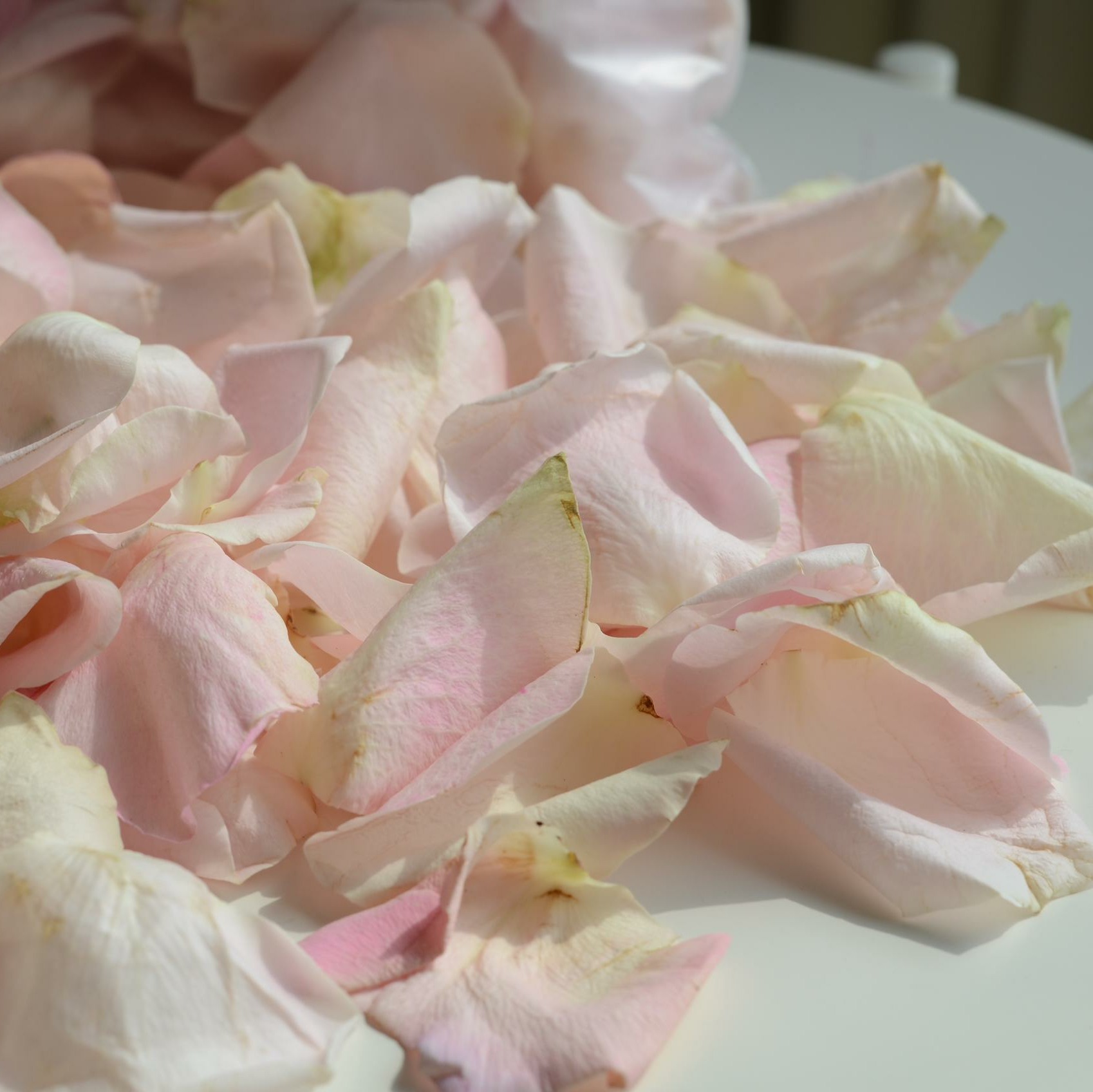 Loose Petals alternate view